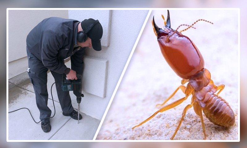 Termite Pest Control Services Pune