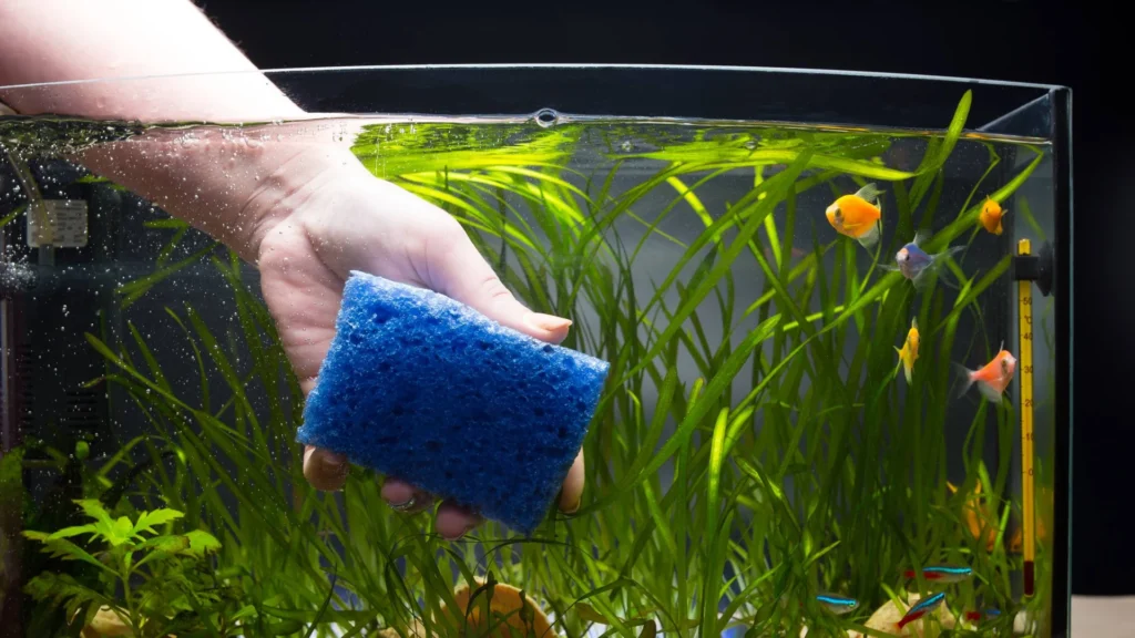 Fish Tank Cleaning At Home